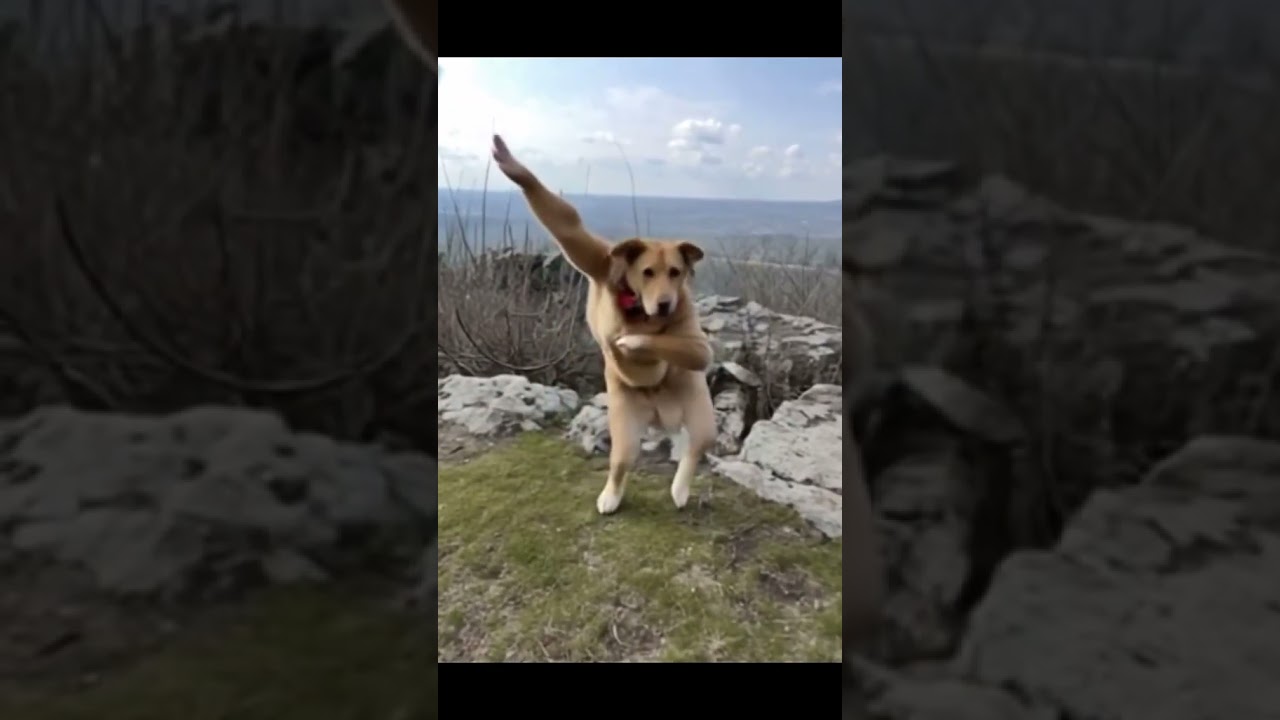 Funny Dog Dancing Like a Human!