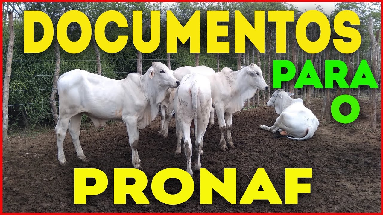 TODOS OS DOCUMENTOS NECESSÁRIOS PARA O PRONAF! + TERRA ARRENDADA!
