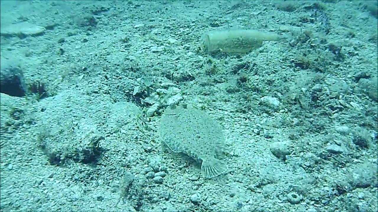 List (common sole, solea solea) - YouTube