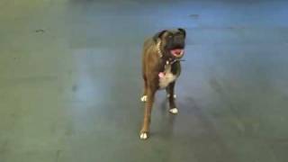 Chicago Dog Training - Nigel shows off his Inter-Command Discrimination and Emergen