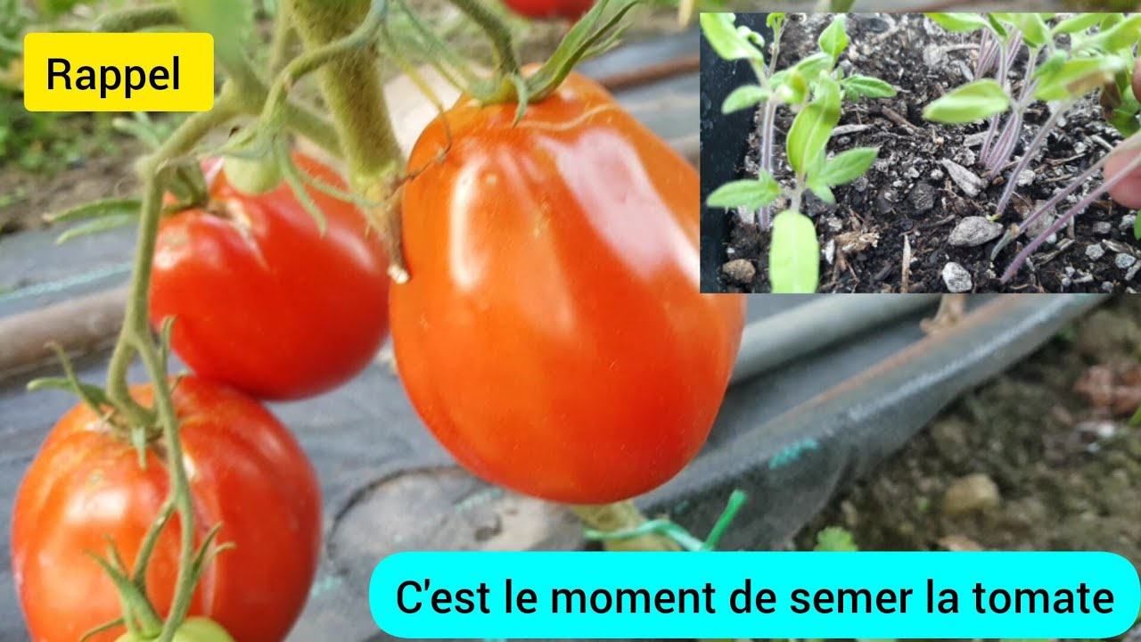 Comment je sème la tomate en vue d' un beau résultat ? 2024