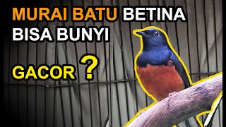 Perawatan Murai Batu BETINA Biar Bunyi Gacor Panjang screenshot 3