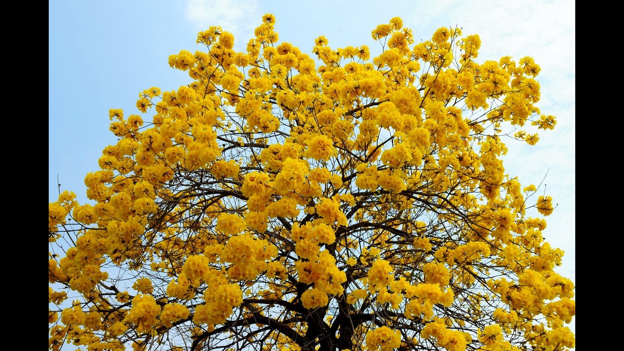 太順路＆景賢路＆廍子公園黃花風鈴木20260226