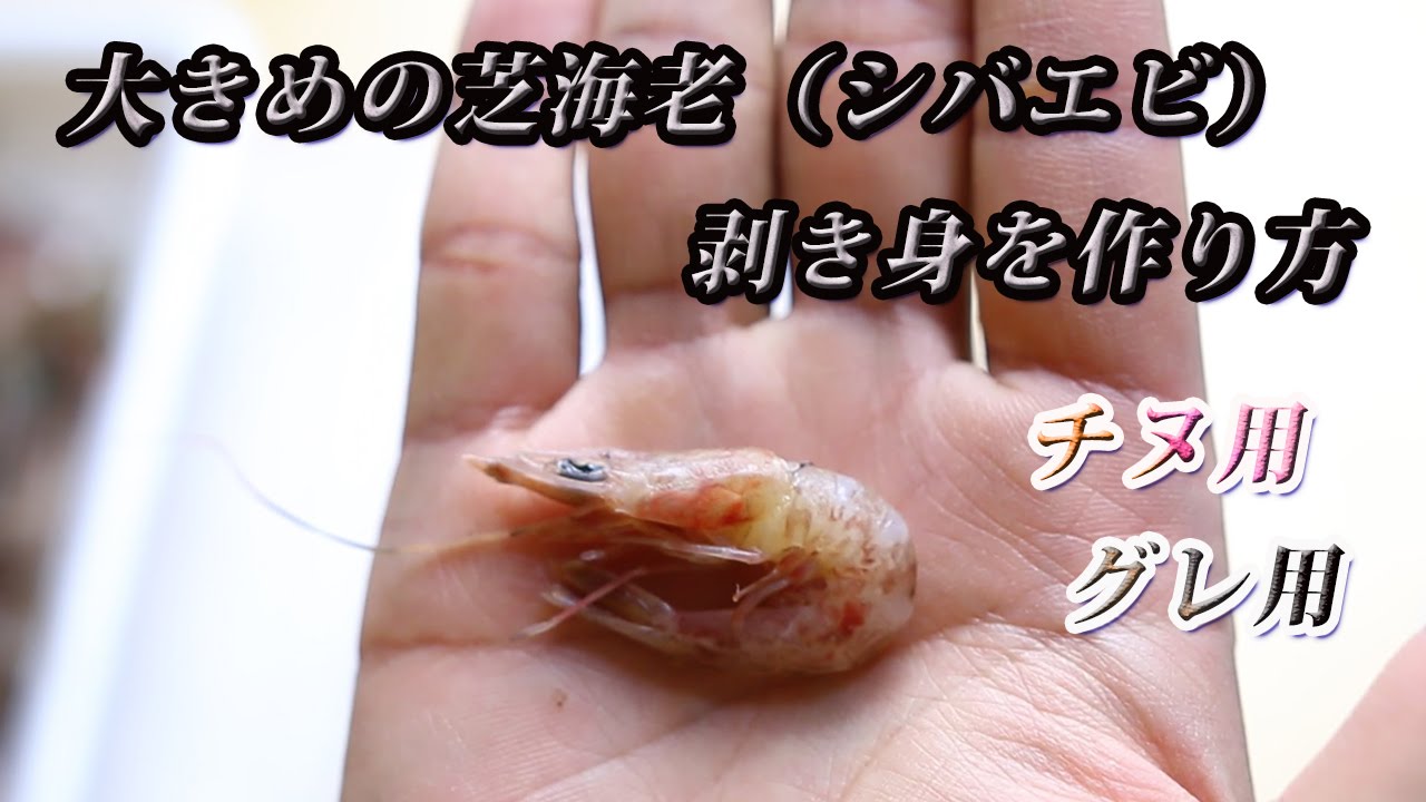 チヌ グレ釣り用の餌 芝エビ シバエビ のムキミの作り方です Youtube