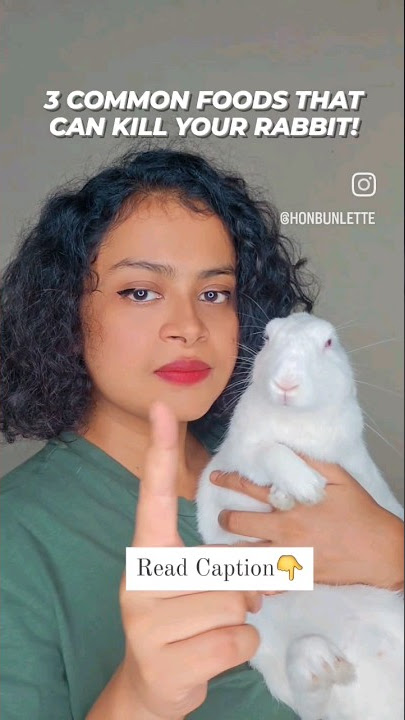 3 common food that can kill your rabbit! #rabbit #rabbitcare #rabbithealth #pet #rabbitdiet #petcare