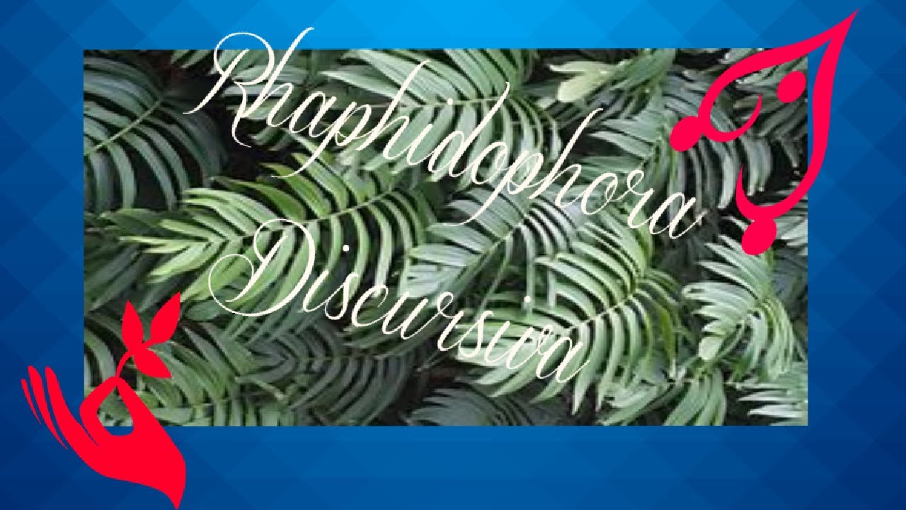 New Etsy Plant Rhaphidophora Discursiva & A New Fertilizer I'm Trying