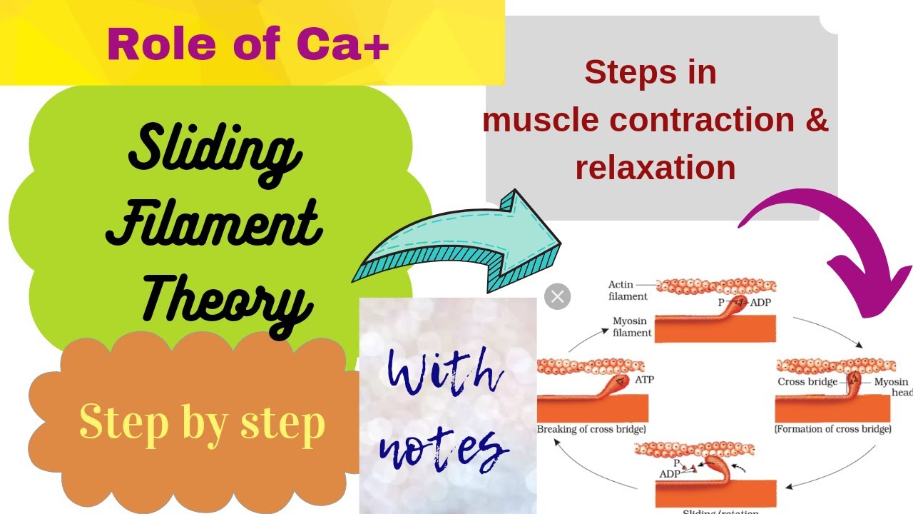 Skeletal Muscle Contraction in detail with proper explanation - YouTube