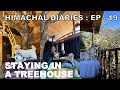 Treehouse stay with dogs | Jibhi | Chica swims in ice cold water