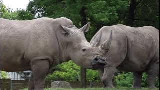Rhino's Went Extinct in Nigeria for the Weirdest Reason