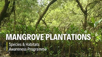 Mangroves in Focus: Plantation and Protection Efforts | THT Films