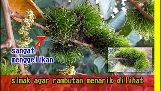 CARA MEMBASMI SEMUT PADA BUAH RAMBUTAN