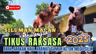 TIKUS RAKSASA DIBURU MACAN Di FULL arak-arakan SUMUR KETON MEGU CILIK WERU CIREBON 2025