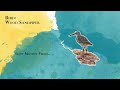 Wood Sandpiper Birds Of India Sony Alpha Wood Sandpiper Birds Of India Sony Alpha