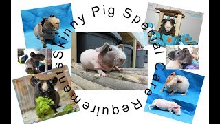 Caring For Skinny Pigs VS Guinea Pigs