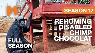 Rehoming A Disabled Chimp | Season 17 | Full Season | Monkey Life