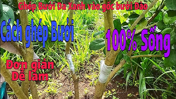 Cách ghép Bưởi đơn giản và hiệu quả - Sống 100%