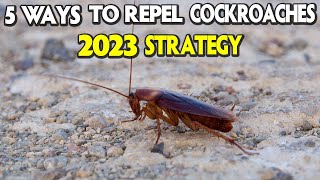 5 Ways to Repel Cockroaches | 2023 Strategy