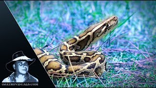 Aggressive Pythons 05 Footage