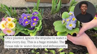 Texas Plant Selection &amp; Soil Amendment: Proven Tips for a Thriving Garden
