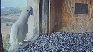 Cockatoo visit the falcon box | FalconCam Project | Feb 28, 2026