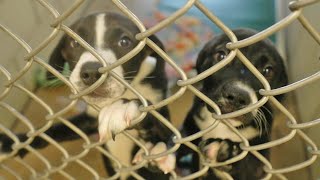 Cattaraugus County SPCA looking to raise $6 million for critical renovations to stay open