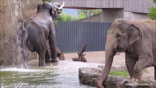 Thisiam, Kalaya, Ma Palaj, Himmapan Elephant Park 🐘🌊💦