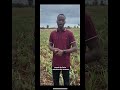 Comment réussir l’association des cultures #farming #agriculture #pourtoi #agro