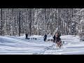 5 Sled Dog Teams In Action Siberian Alaskan Huskies 4K POV Tour In Northern Ontario Canada 5 Sled Dog Teams In Action Siberian Alaskan Huskies 4K POV Tour In Northern Ontario Canada