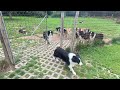 17 Border Collies Do You Know Your Name YES 17 Border Collies Do You Know Your Name YES