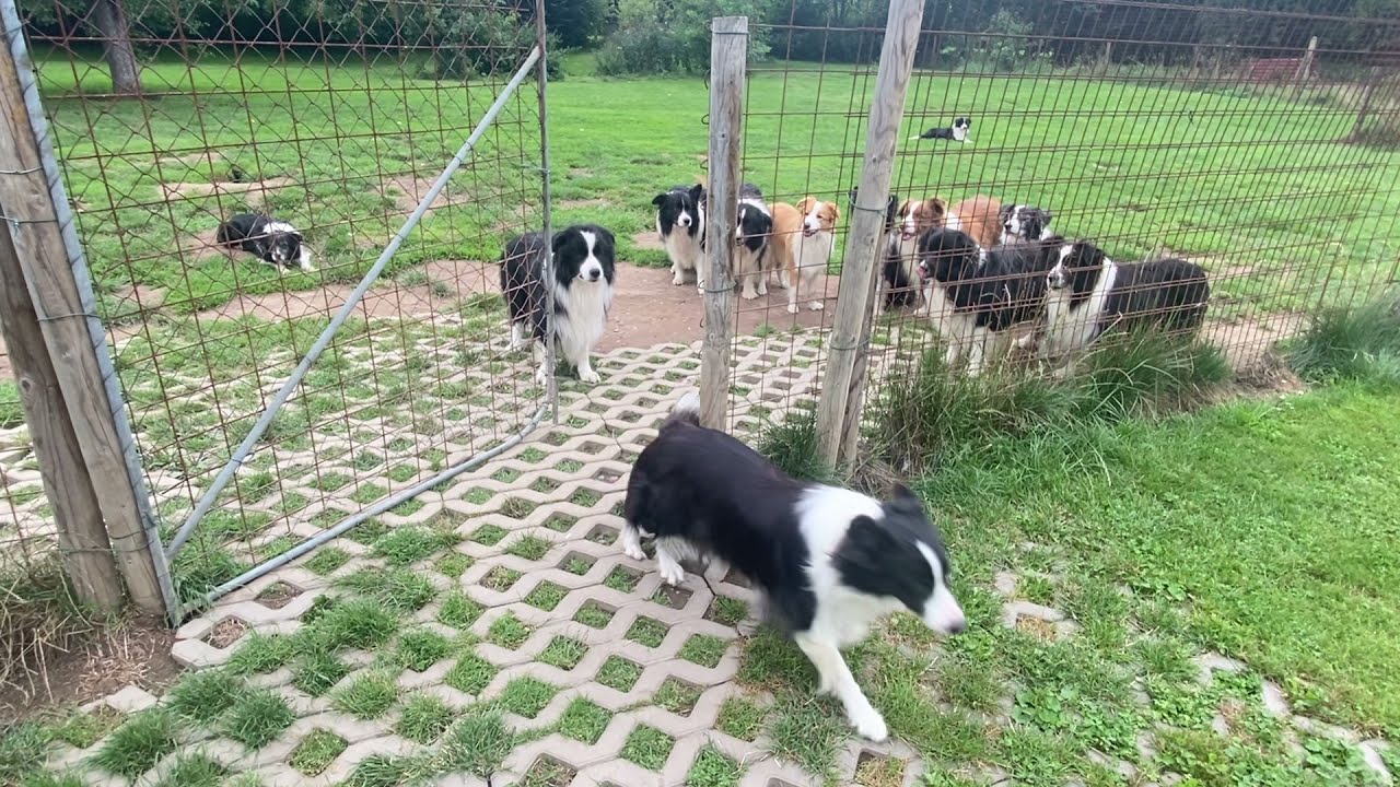 17 Border Collies !!! Do you know your name?! YES !!!