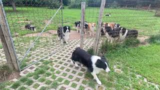 17 Border Collies !!! Do you know your name?! YES !!!