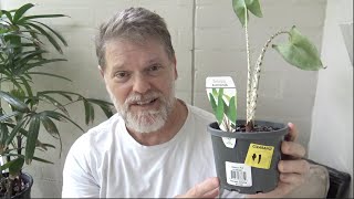 Can I Save This $1 Plant?