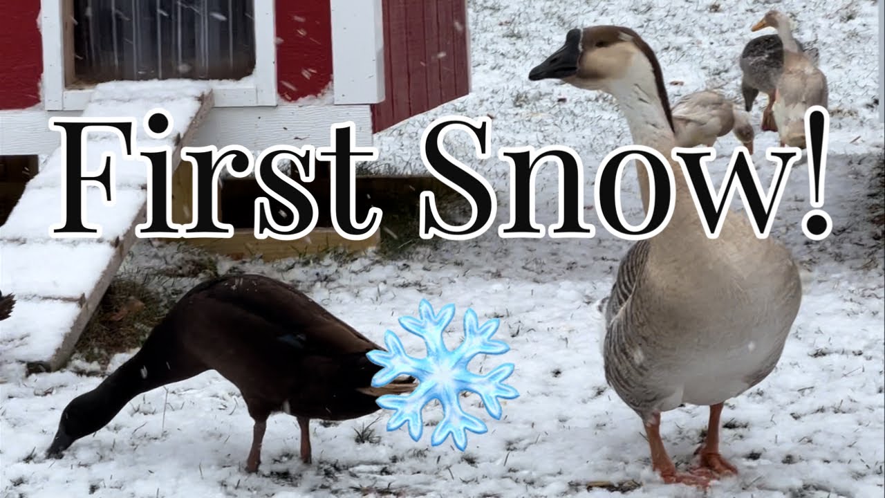 ️ First Snow of the Season ️ - YouTube