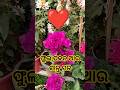 ଏମିତି ସକାଳ ସମସ୍ତଙ୍କୁ ମିଳେନି#trending  #flower #shorts #morning #for you