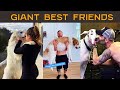 Giant Dogs as Family Pets and Best Friends | Funny Compilation