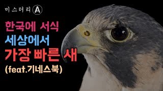 한국에 존재하는 세계에서 가장 빠른 새 / Peregrine Falcon