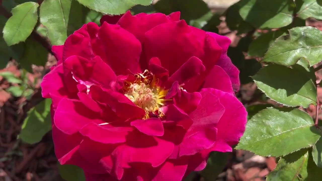 香味玉花园（2），香飘满园的玫瑰花、香雪兰、栀子花。