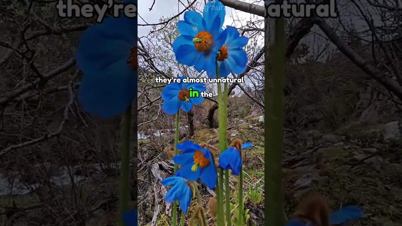 The Rarest Blue Flower on Earth? | Secrets of the Himalayan Blue Poppy #shorts #viralshorts #flowers