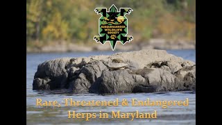 Rare, Threatened & Endangered Herps in Maryland