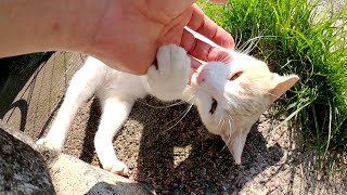 ミルクティーのような猫が手を甘噛みしてきた