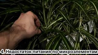 картинка: Хлорофитум. Ломаются листья? 5 ПРИЧИН. Уход за хлорофитумом в домашних условиях