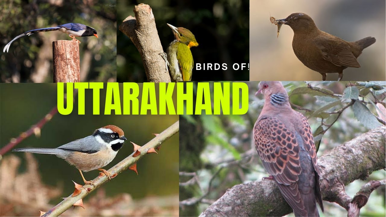 उत्तराखण्ड की चिड़ियों की वीडियो बारौमाससदाबहार / Birds Of Uttarakhand