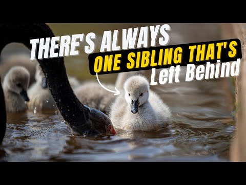 Video: What Birds Does The Swan Belong To?