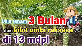 Cara tanam porang di dataran rendah agar tumbuh subur