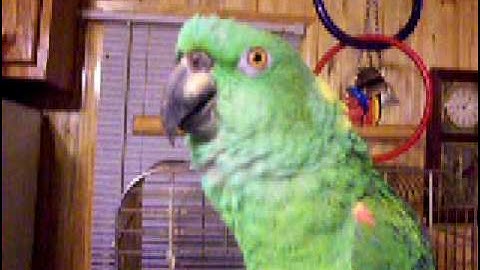 Gizmo just having Fun