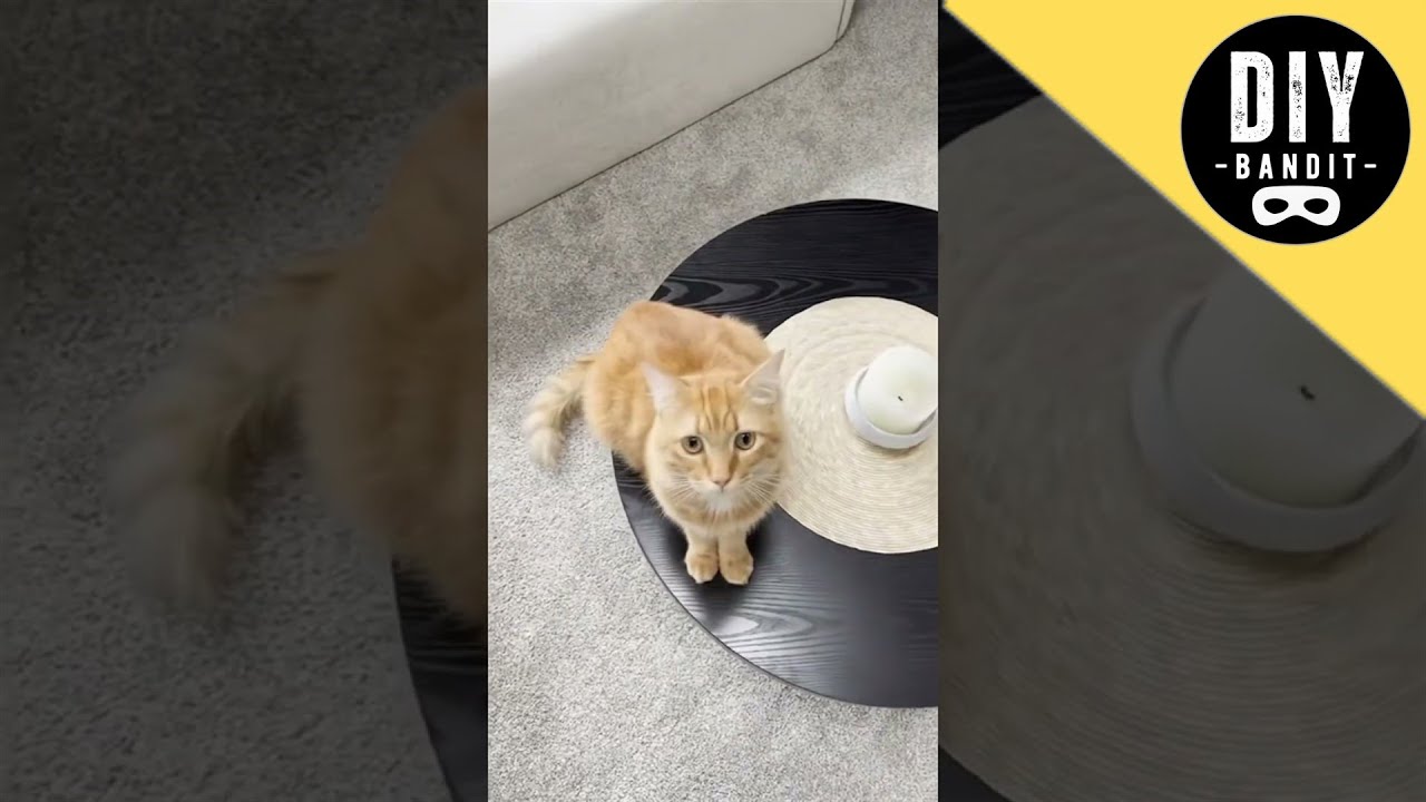 🔥 🐈 pussy cats not included haha #shorts