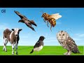 Familiar Birds and Animals Sounds / Happy Animal Moment: Honey bee, Calf...