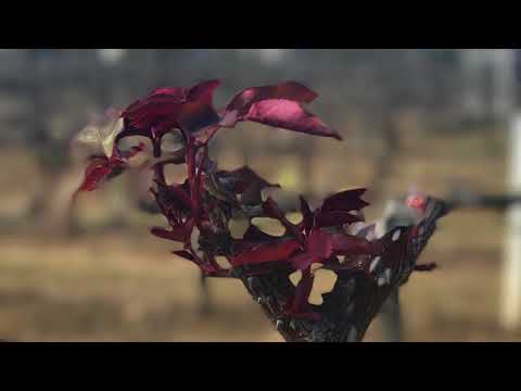 Hunter Valley Wine Tasting Tour 2017 Australia