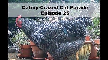 Catnip-Crazed Cat Parade Episode 25