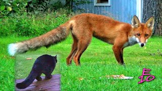 16-year Old Cat Chases Fox Out of the Garden - Peto the Cat
